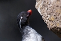 Parakeet Auklet.20120623_3829