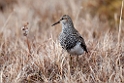 Pectora sandpiper.20120612_1685