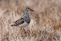 Pectoral sandpiper.20120612_1676