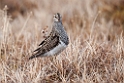 Pectoral sandpiper.20120612_1679