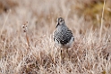 Pectoral sandpiper.20120612_1682