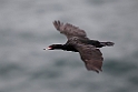 Red-faced Cormorant.20120621_3157