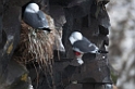 Red-legged Kittiwake.20120622_3358