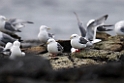 Red-legged Kittiwake.20120622_3550