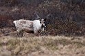 Ren.20120610_1081