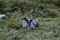 Ren.20120618_2627