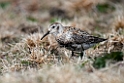 Rock Sandpiper.20120622_3615