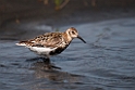 Rock Sandpiper.20120623_3788