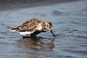 Rock Sandpiper.20120623_3791