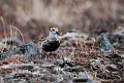 Rock sandpiper.20120610_1094