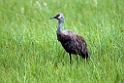 Sandhill Crane.20120627_4294