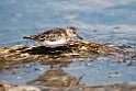 Semipalmated Sandpiper.20120607_0734