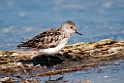 Semipalmated Sandpiper.20120607_0744