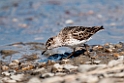 Semipalmated Sandpiper.20120607_0761