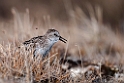 Semipalmated Sandpiper.20120615_2504