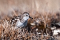 Semipalmated Sandpiper.20120615_2510