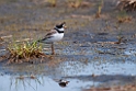 Semipalmated Sandplover.20120623_3813