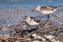 Semipalmated sandpiper.20120607_0748