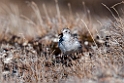 Semipalmated sandplover.20120615_2492