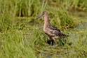 Short-billed Dowithcher.20120630_5072