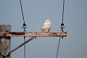 Sneugle.20120612_1556