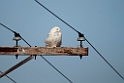 Sneugle.20120612_1561