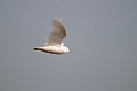 Sneugle.20120612_1562