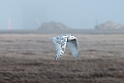 Sneugle.20120615_2371