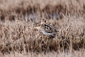 Snipe.20120615_2482