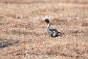 Spidsand.20120612_1692