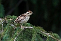 Spruce Grouse.20120630_4895