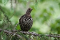 Spruce Grouse.20120630_4905
