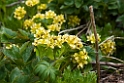 St. Paul blomst.20120623_3722