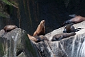 Stellers Sealion.20120628_4760
