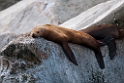 Stellers Sealion.20120628_4800