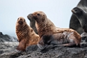 Stellers sealion.20120622_3523