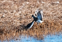 Striber ryle.20120613_1996