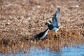 Stribet ryle.20120613_1995