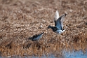 Stribet ryle.20120613_1999