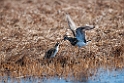 Stribet ryle.20120613_2001