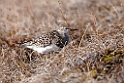 Stribet ryle.20120613_2230