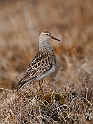 Stribet ryle.20120613_2243