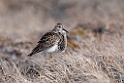 Stribet ryle.20120615_2434