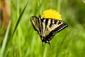 Svalahale.20120615_2352