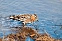 Thorshane.20120611_1250