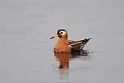 Thoshane.20120615_2416