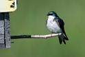 Tree Swallow.20120630_5150