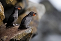Tufted Auklet.20120624_4142