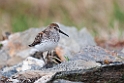 Westen Sandpiper.20120610_1006