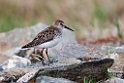 Western Sandpiper.20120610_0990